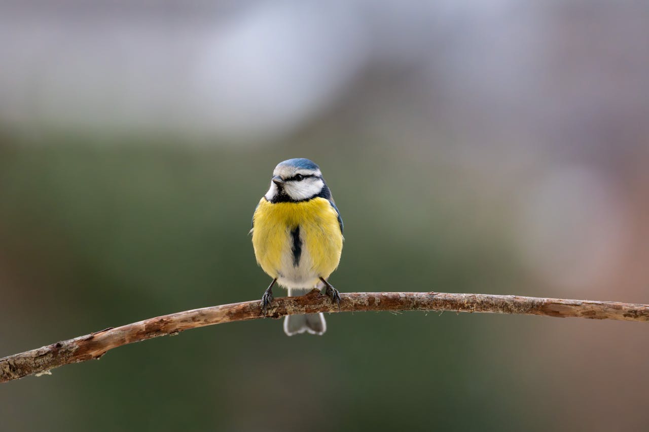 Close-up of a Blue Tit perched on a branch during winter, showcasing vivid colors.