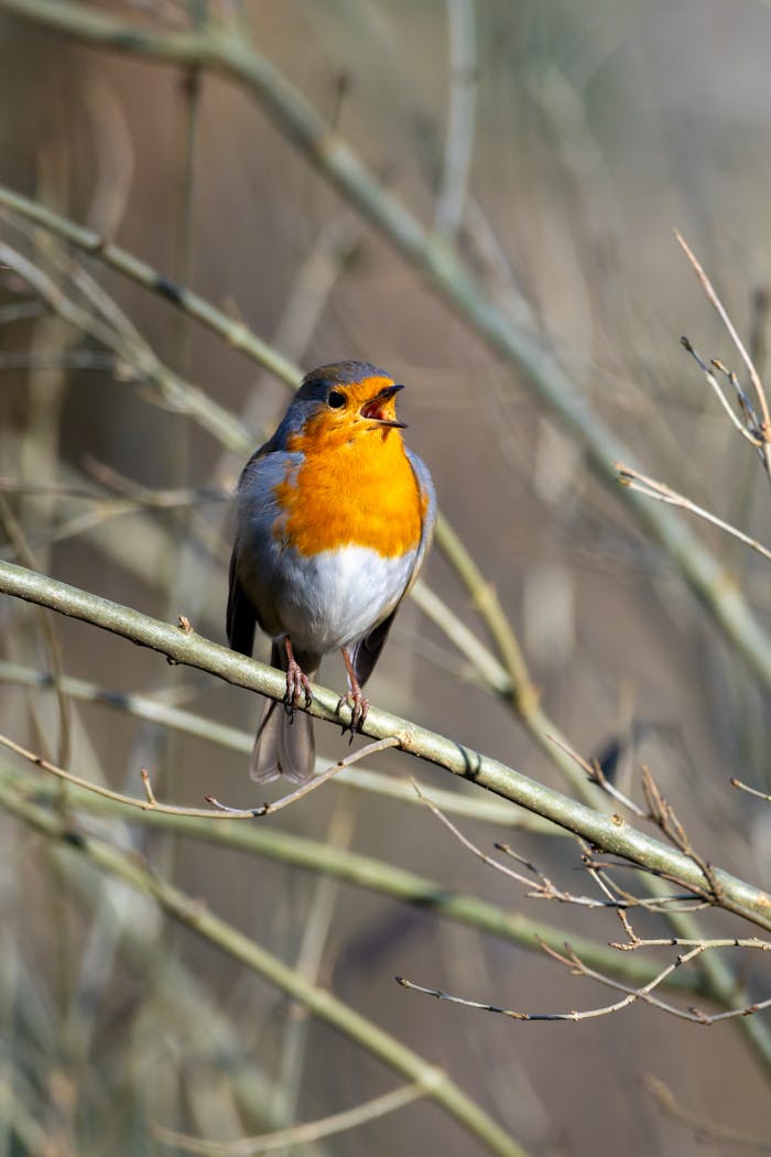 Close-up of a European robin singing on a branch. Ideal for wildlife and nature themes.