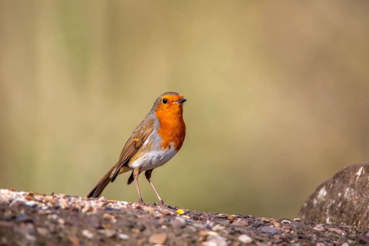 Charming European robin perched on a rock, showcasing its vivid orange chest in a natural setting.