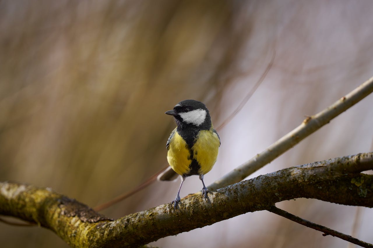 A great tit bird with vibrant plumage perched on a branch during daylight.