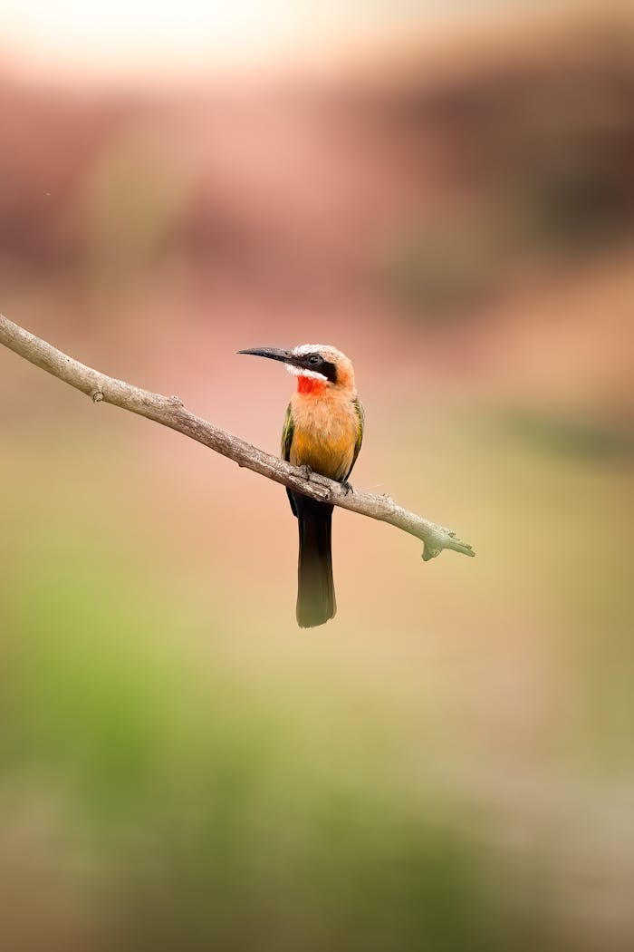 A vivid Green Bee-eater perched gracefully in the South African wilderness.