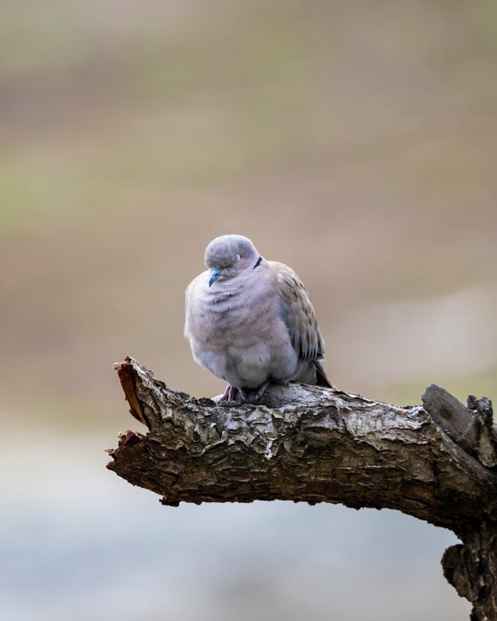 Tranquil image of a dove perched on a branch, ideal for nature and wildlife themes.